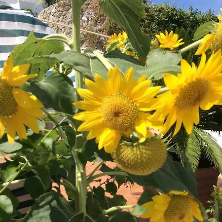Vacanze Falcone